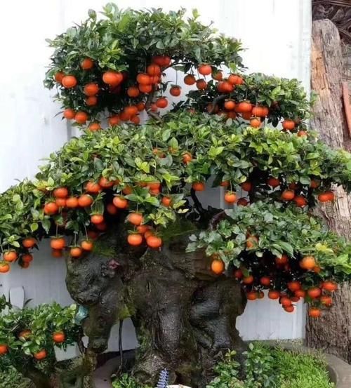  [植物]如何让金弹子多结果，只需做好这“4步”，硕果累累满枝头