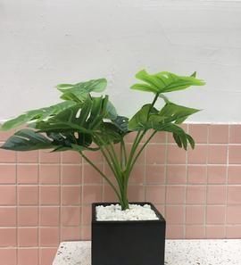  「科类的植物」这“6种花”有毒，太危险！养的时候需谨慎，你家若有，引起重视