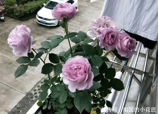 『茉莉花』喜欢在家中养护漂亮的花卉,就养护花色艳丽,花期长的5种花卉