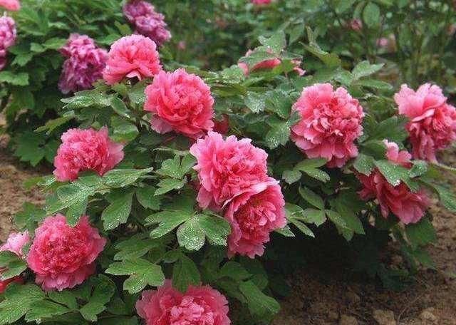  [喜欢]“十大名花”中排名前6的花，家里养1盆，大气、上档次，你喜欢吗