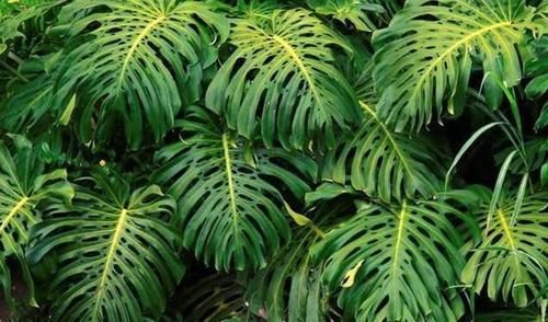  『些花和植物』家中养护“3种”绿植，让家人更接近健康，养护再多都不嫌少！