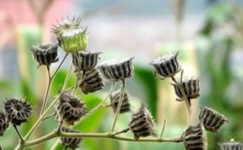  「植物」农村一种植物，价值珍贵，很少人知道，有幸遇到请珍惜！