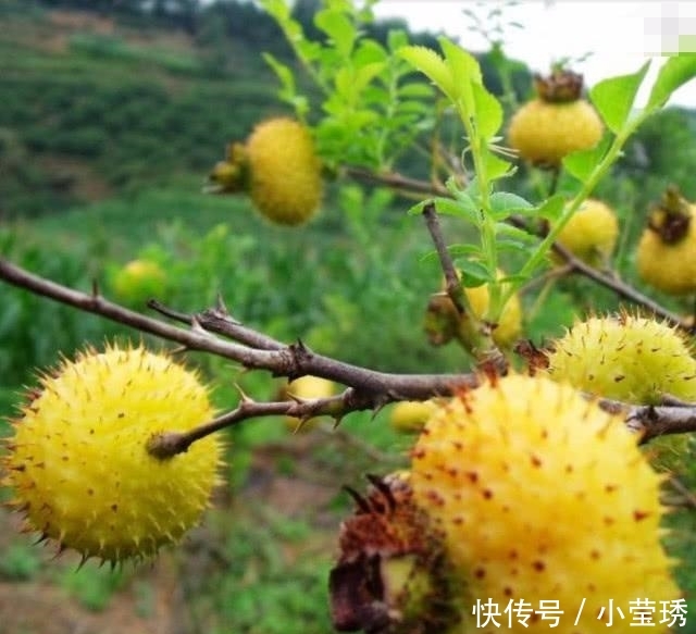 农民说它是“维生素C之王” 集市上卖几十块一斤, 我是第一次见