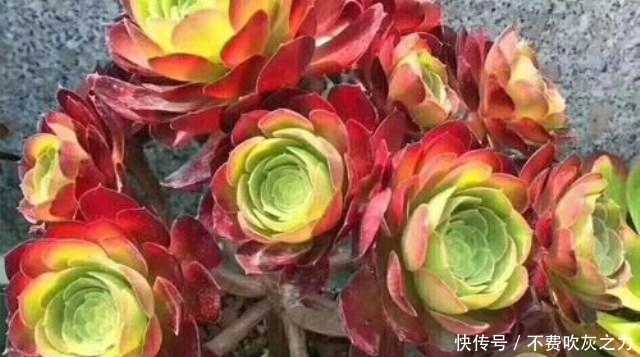  『开花的植物』自带“魔法”的多肉，只养它，也能打造出漂亮花园！