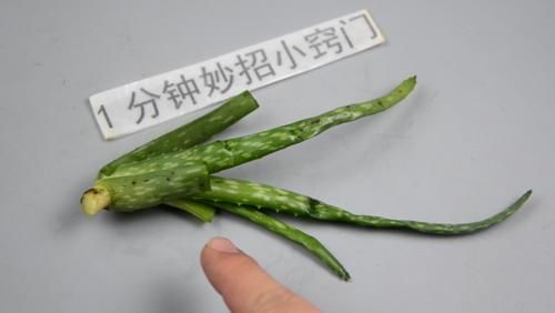  「涂抹一些芦荟汁液」芦荟的4大妙用，别再白白浪费了，学到就是赚到