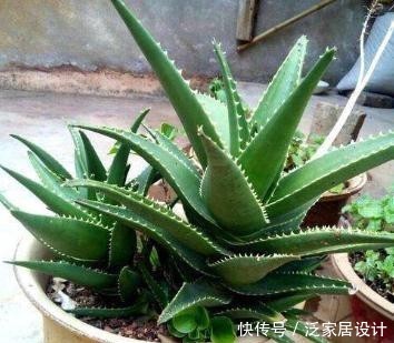  「芦荟」家养芦荟爱干叶尖，平时多做“这些事”，叶片粗壮肥厚，撑爆盆