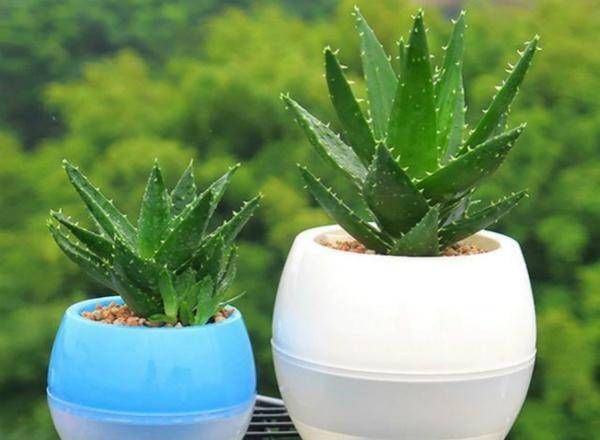 生长发育|农业:盆栽芦荟的管理