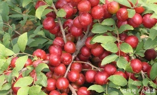  贡品|这种野果曾是皇室贡品，如今却成为城市里的绿化树，无人问