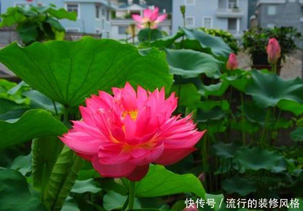  『铜钱草』这2种花最喜欢喝水了，到了盛夏一定要多浇水，不断水就不萎蔫