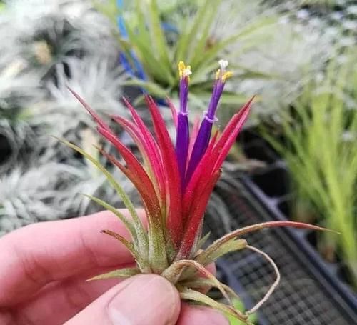  『精致』极其耐阴的几种观赏植物，养成桌面上的精致盆栽