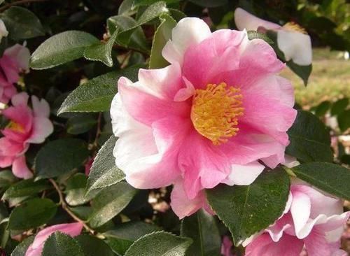  『艳丽』山茶花它有着引人注目的翠绿叶子，花朵看起来非常典雅艳丽