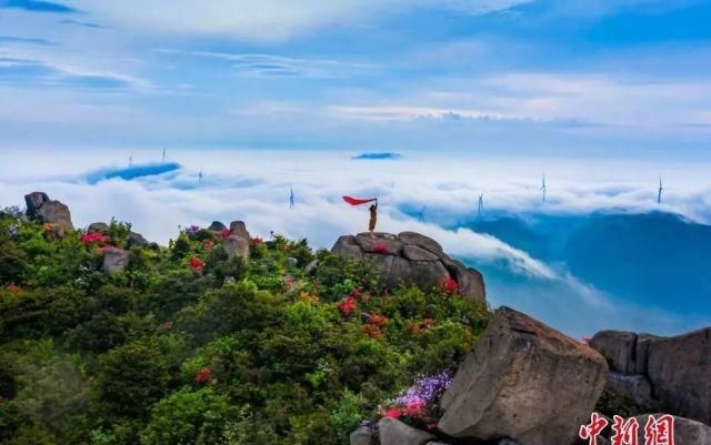  「竟是」江西的省鸟、省花、省树是什么？原来竟是它们……