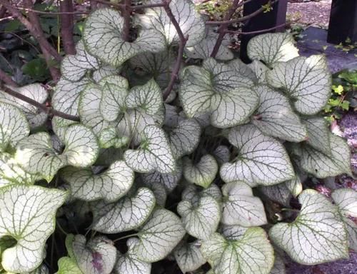 家里:适合布置在家里阴暗处的观赏植物,哪些会是你喜欢的品种