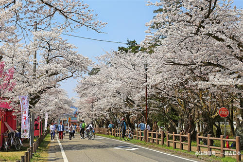 2019年樱花前线来袭！快来看最新樱花季预测！