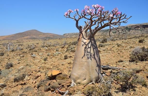 世界上肚量最大的树:储水量达两吨，一家人可饮用半年