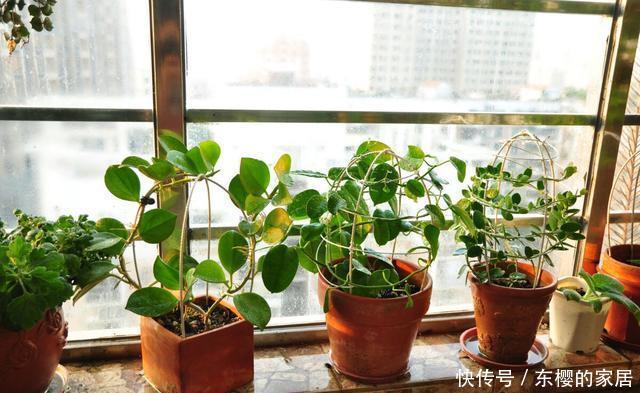  不占空间@想要养花，阳台空间太小？用1个巧妙的“方法”，多养出30盆花