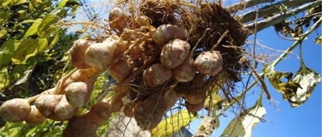  菊芋：日本视它高端菜，引入中国曾被大量种植，如今遭农民痛恨