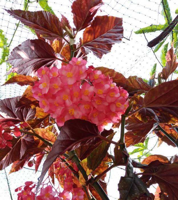  『家里』冷门海棠花，花朵垂下一串串，叶子美得像油画！