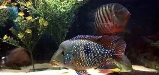  #水族市场上#美洲慈鲷之美，您细品