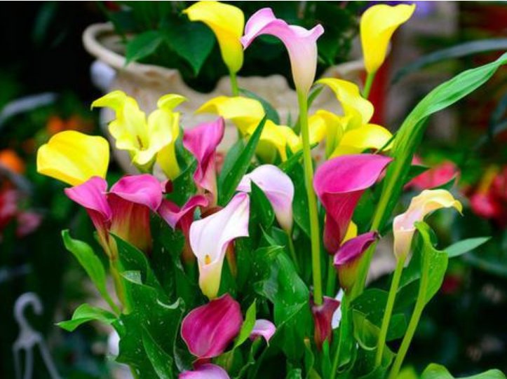  养花：家庭养花，最受欢迎的4种花，花朵硕大、花期长，一养就美爆！