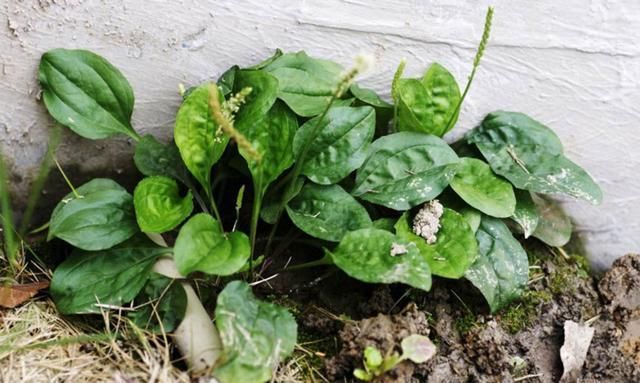 农村这种草,睡前抹抹脸,三天美白,7天祛斑,完胜激光60倍