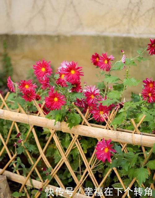  「快乐」篱笆小院住在乡村的快乐，你想体验吗！