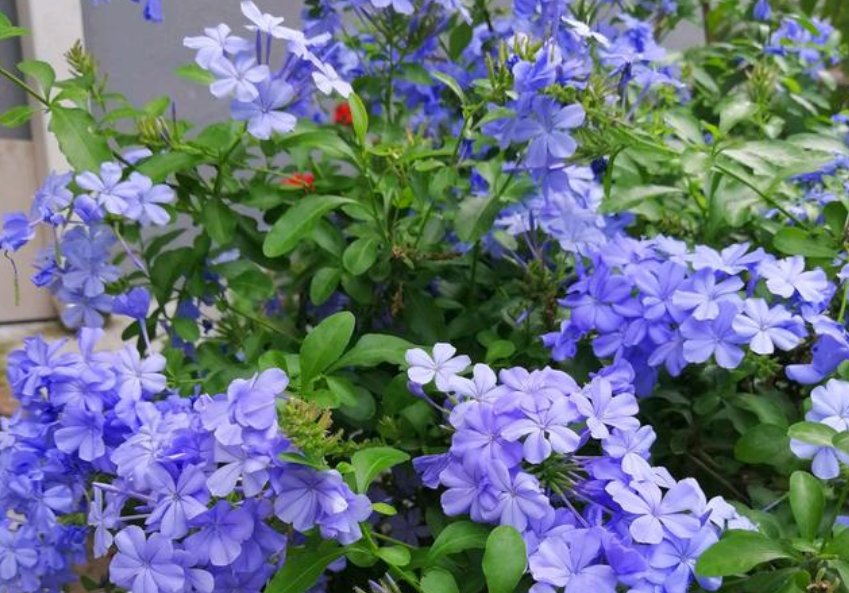  「常养」家中常养5种花“不用买”？掐个枝条插土里就活，晒晒就开花！