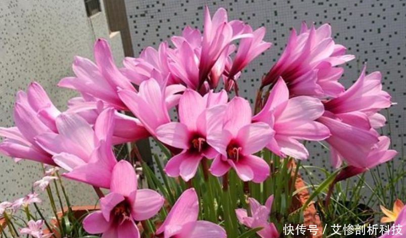  「种花」“5种花”一养就爆盆，沾土就活，浇水就疯长，人见人爱！