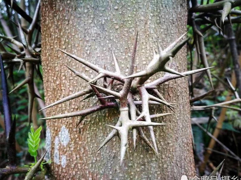 乡村一种树上生长的刺，却是一味中药材，您可认识