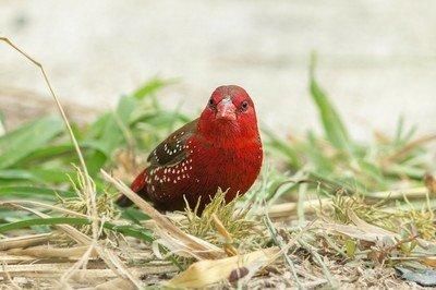  「羽色」红梅花雀是小型鸟类，该鸟羽色鲜艳、美丽，需要加大保护力度