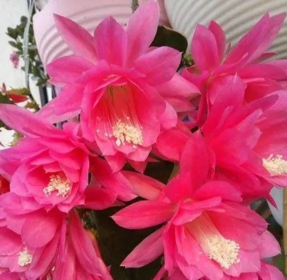  令箭荷花叶片|一盆仙人掌，开出大荷花，一盆开60朵，谁见谁爱它