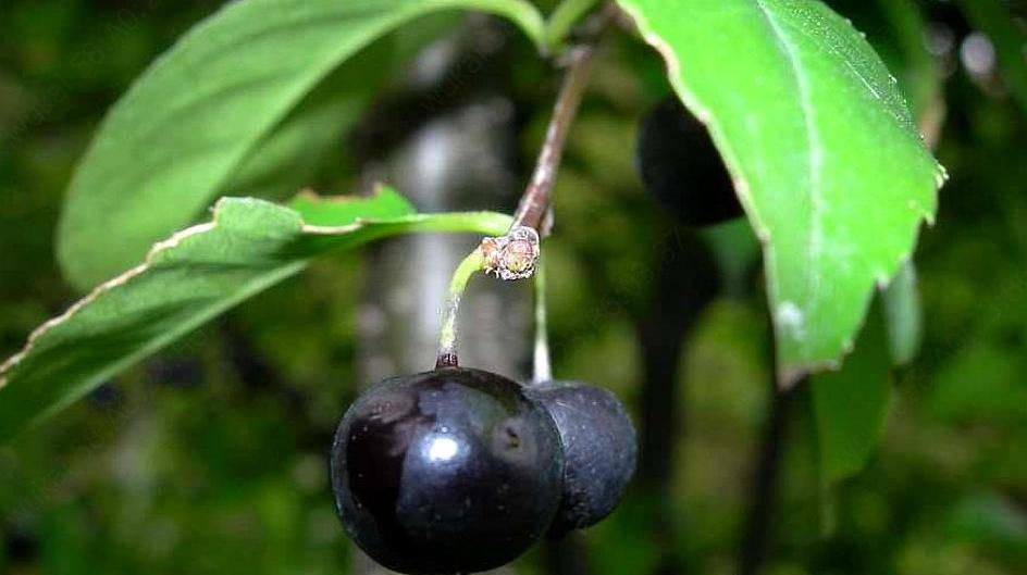  #种野果#农村杂草，叶子可以用作凉茶。 现在卖50元一斤也不求