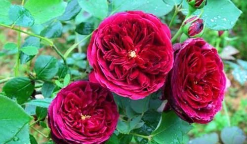  『能养』这花很好看，院子阳台都能养，2年长一片，见的人都拍照发朋友圈