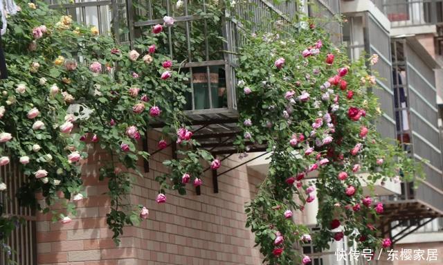 「只养」只养这1种花,就能打造绝美花园和阳台!月季品种和养护要点!
