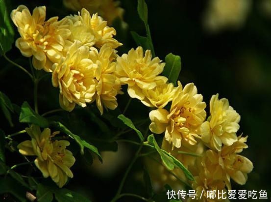 『花小』黄木香花花朵朵,花小无味装饰美