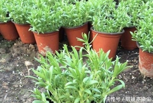 【殊不知】小溪边的“杂草”,殊不知是“多肉”,挖2棵养,2个月变成20棵