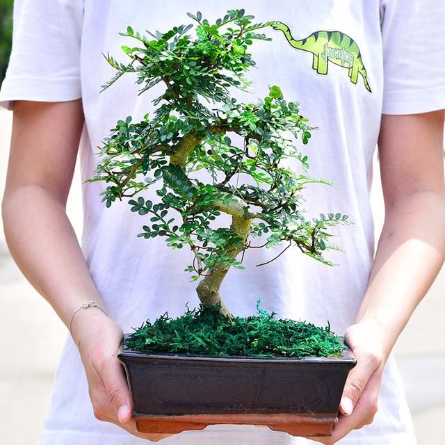 清香木盆景修剪很重要，学会这样剪几刀，造型才能更有创意