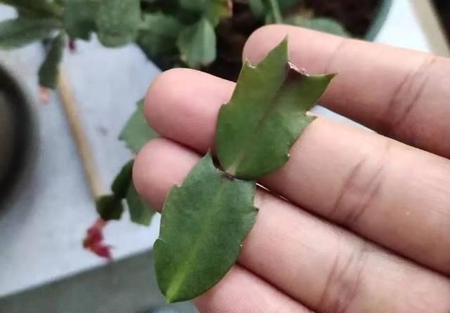  [叶仙]手把手教你，如何用叶仙嫁接蟹爪兰