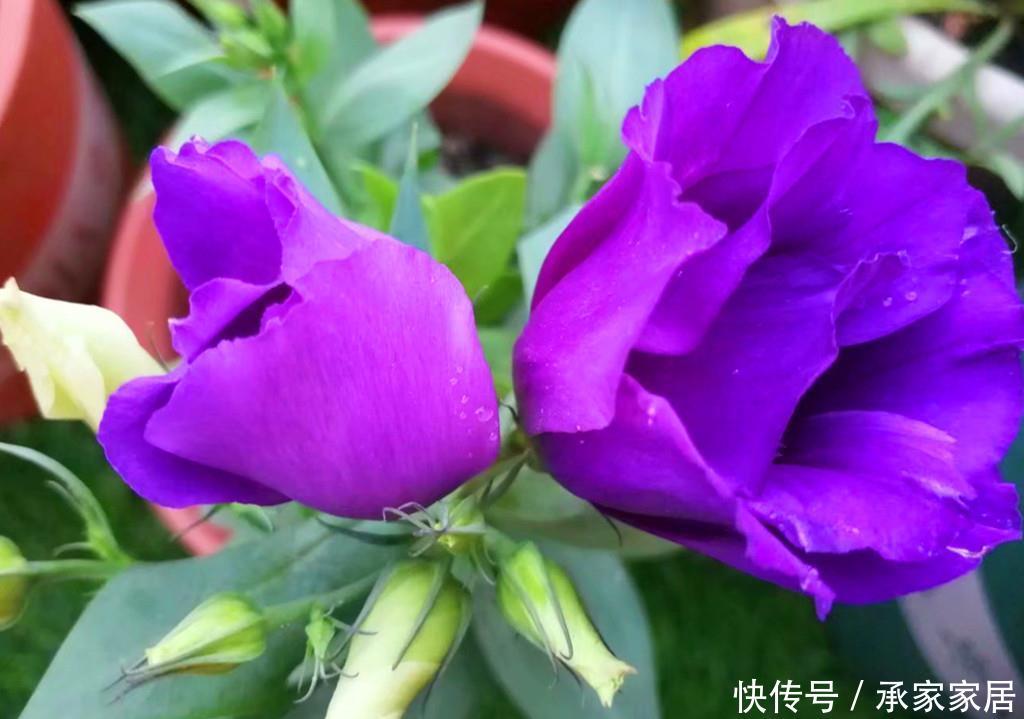  [洋桔梗叶片发软下垂]有人说此花比玫瑰还要美，秋天盆栽叶片总是发软下垂，怎么办