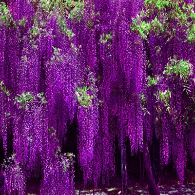  『植物』假如你买了别墅，家里种这些“七彩花”，芬芳四溢，飘香十里