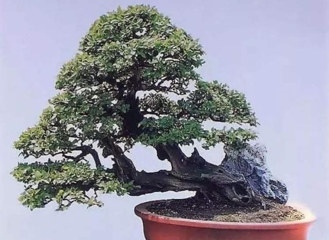  养护■盆景养护：盆景如何浇水？