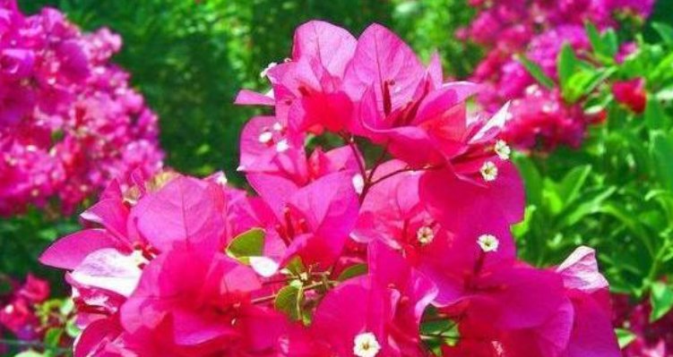  『让它』三角梅浇水和控水技巧,让三角梅长势旺盛,开花爆盆