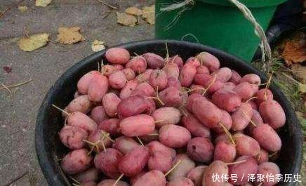  软枣@农村少见的水果，营养价值极高，你还在吃苹果吗