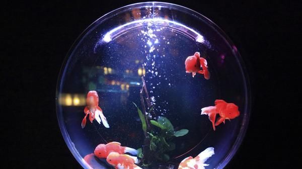食鱼■宠物金鱼养2年!竟变鱼缸“食鱼兽”