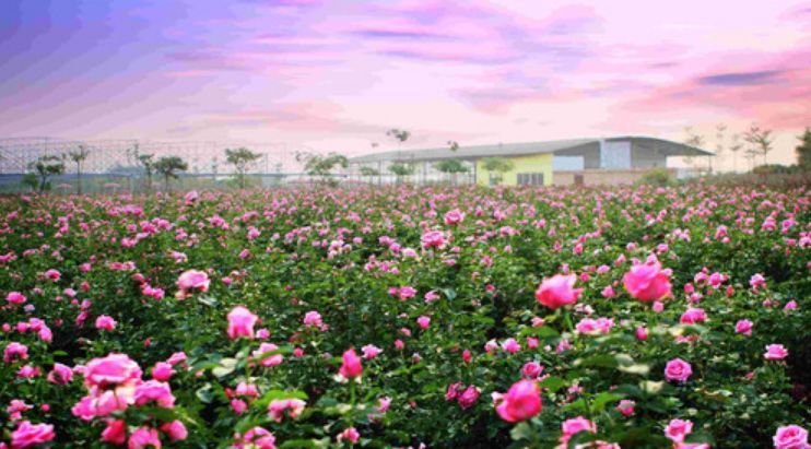德国隐世湖心小岛，被600多株玫瑰包围， 竟然还有人生活在这里