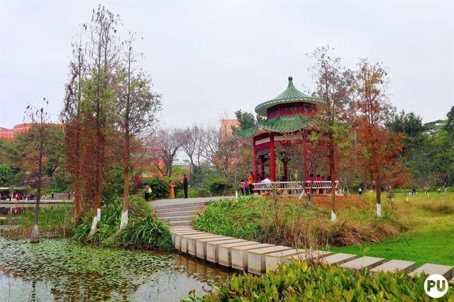 靓！佛山周边1500株樱花已盛开，最美的春天在这里~