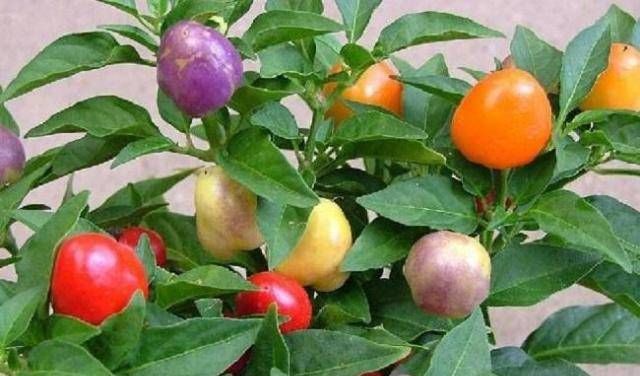 『蔬菜』你看过观赏蔬菜吗?如果在家种菜不好,那是观赏蔬菜