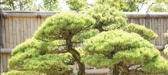 岁寒三友，一组松树盆景佳作欣赏