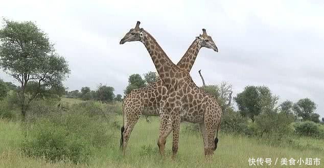 南非两只6米长颈鹿大战,疯狂脖击对方,战后秒