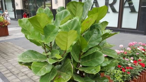  [盆栽琴叶榕]此花，株型高大，挺拔潇洒，叶片奇特。